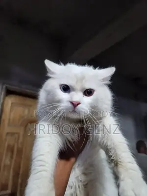Cat for sale