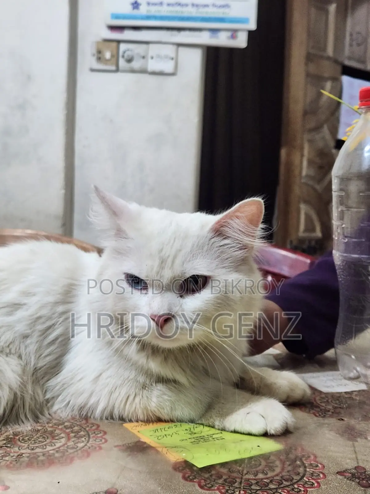 Cat for sale