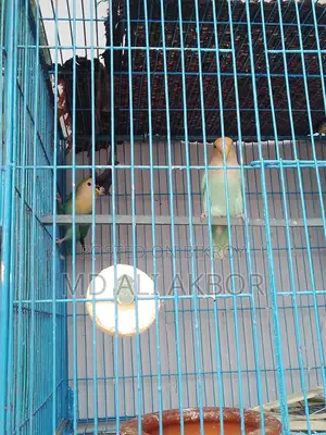 Lovebirds for Sale