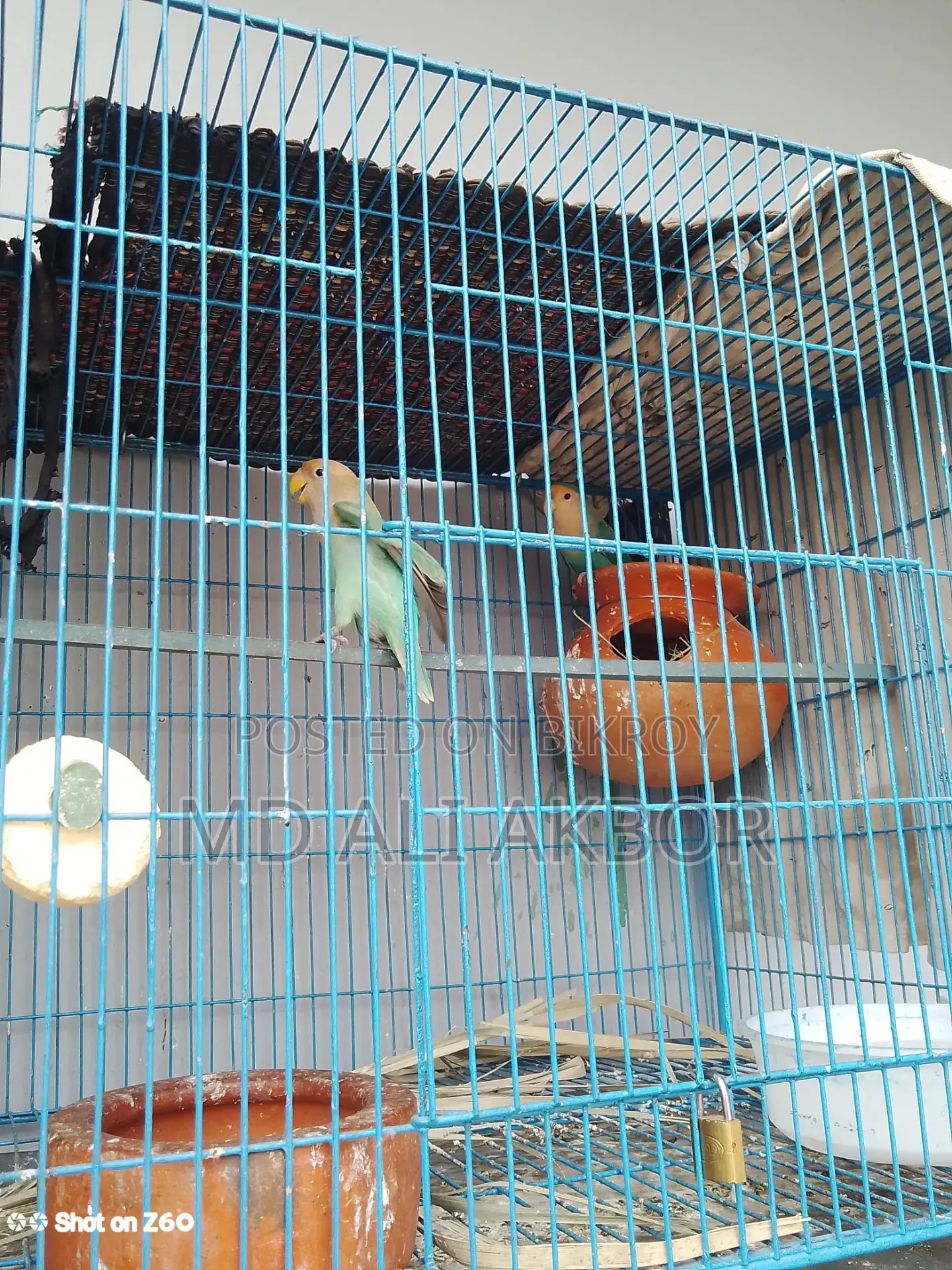 Lovebirds for Sale