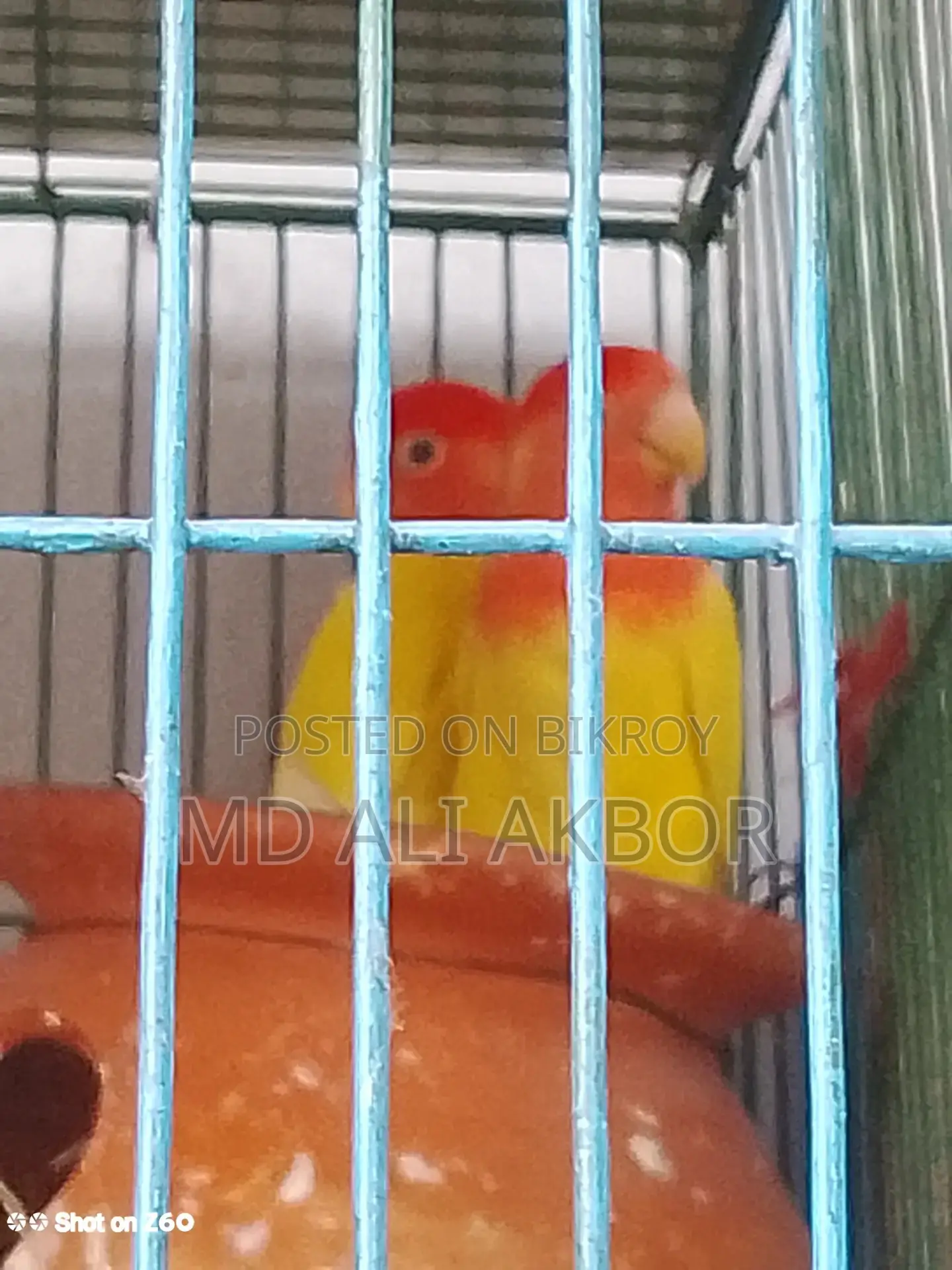 Lovebirds for Sale