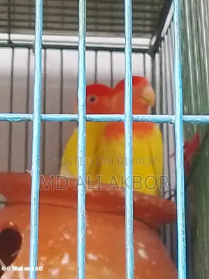 Lovebirds for Sale