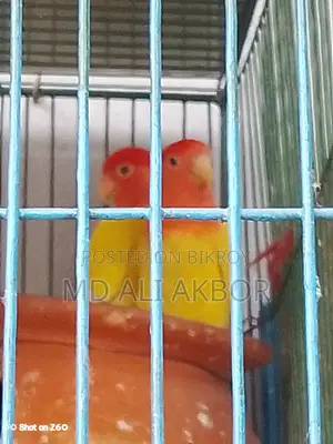 Lovebirds for Sale