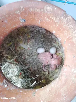 Lovebirds for Sale