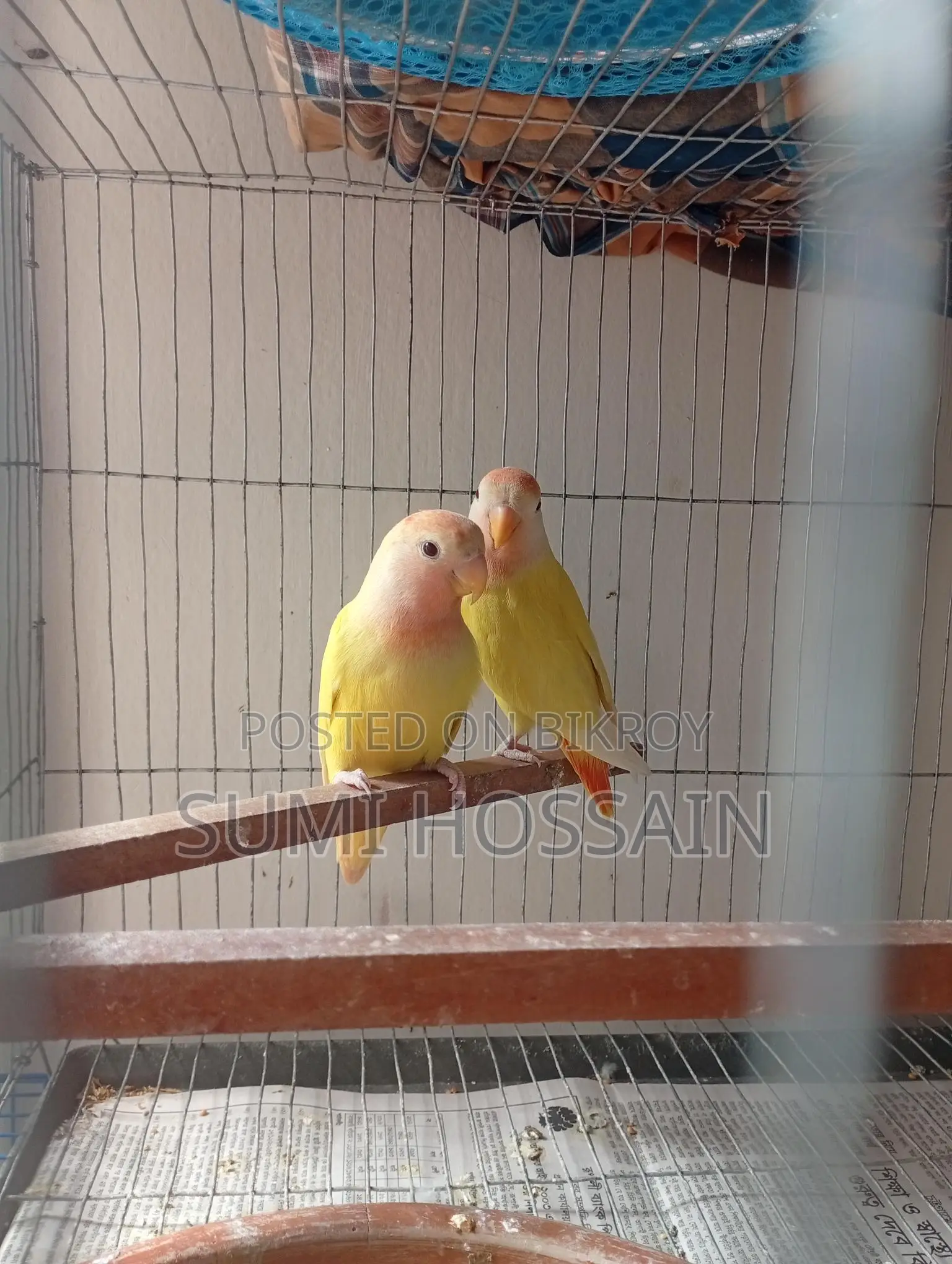 Red Head Opline Lovebird