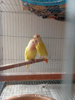 Red Head Opline Lovebird