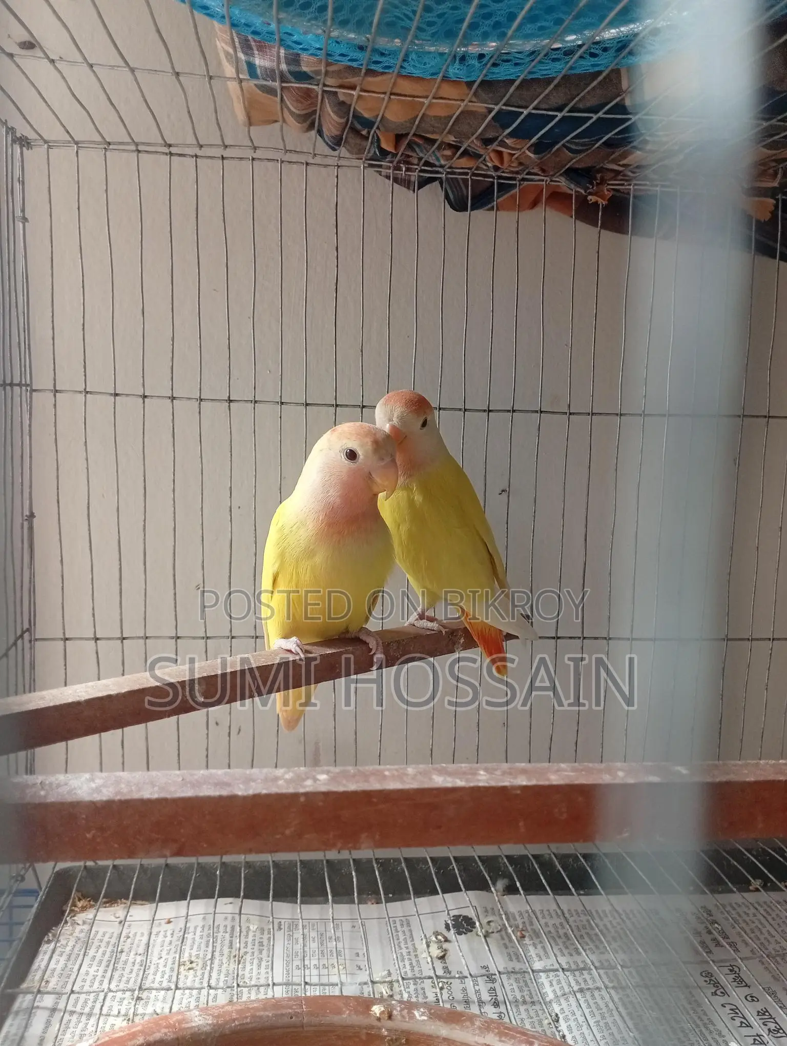 Red Head Opline Lovebird