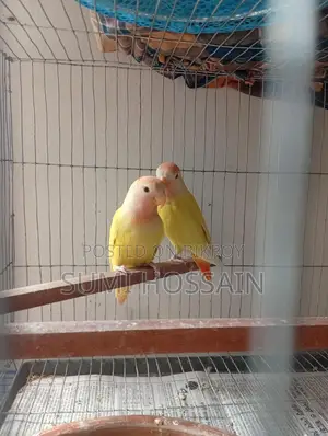 Red Head Opline Lovebird