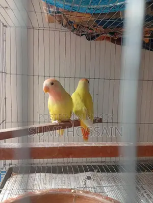 Red Head Opline Lovebird