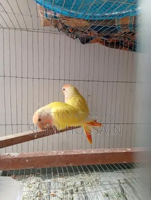 Red Head Opline Lovebird