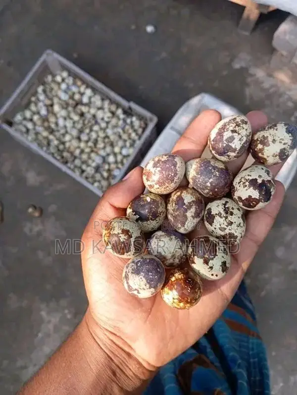 Jumbo Quail Hatching Eggs Available