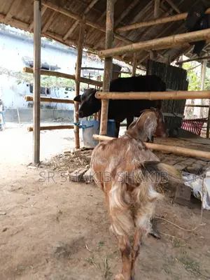 Pregnant Goat for Sale