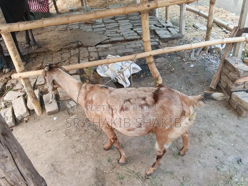 Pregnant Goat for Sale