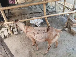 Pregnant Goat for Sale