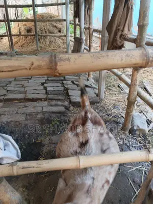 Pregnant Goat for Sale