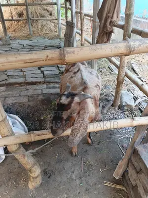 Pregnant Goat for Sale
