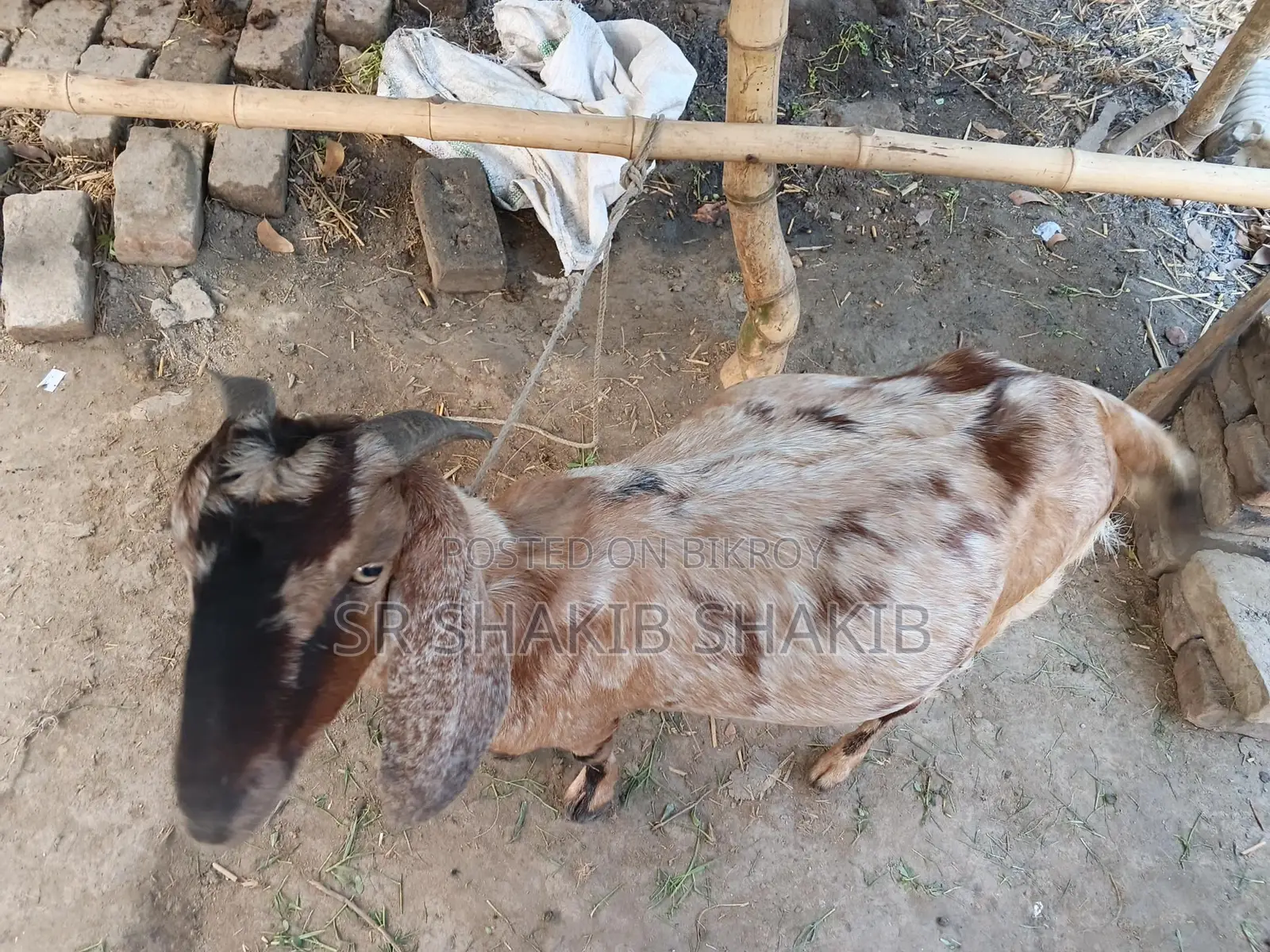 Pregnant Goat for Sale