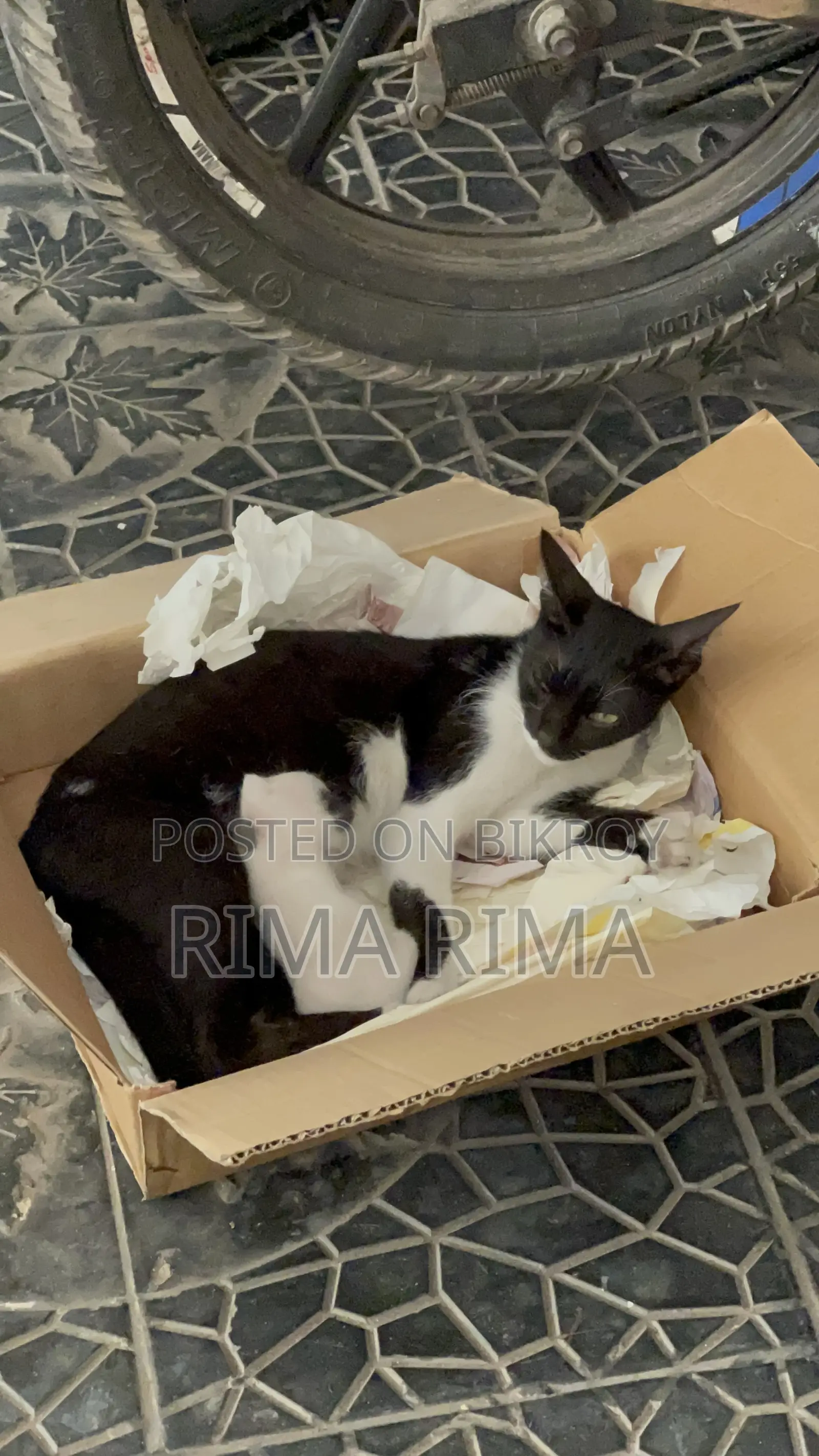 Kittens for Adoption