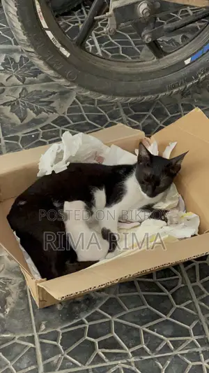 Kittens for Adoption