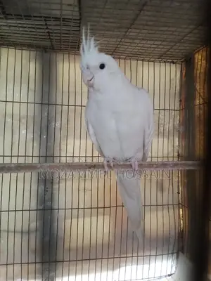 Cocktail Female