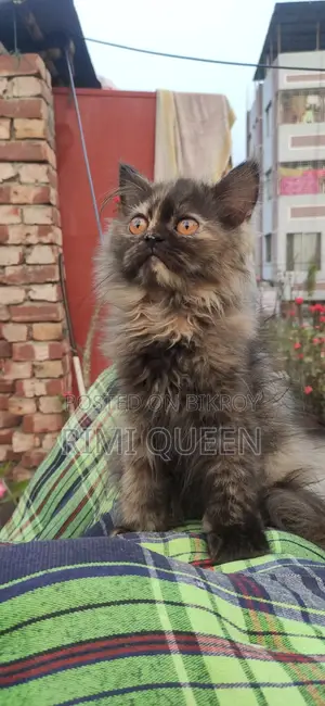 20 Persian Cats for Sale