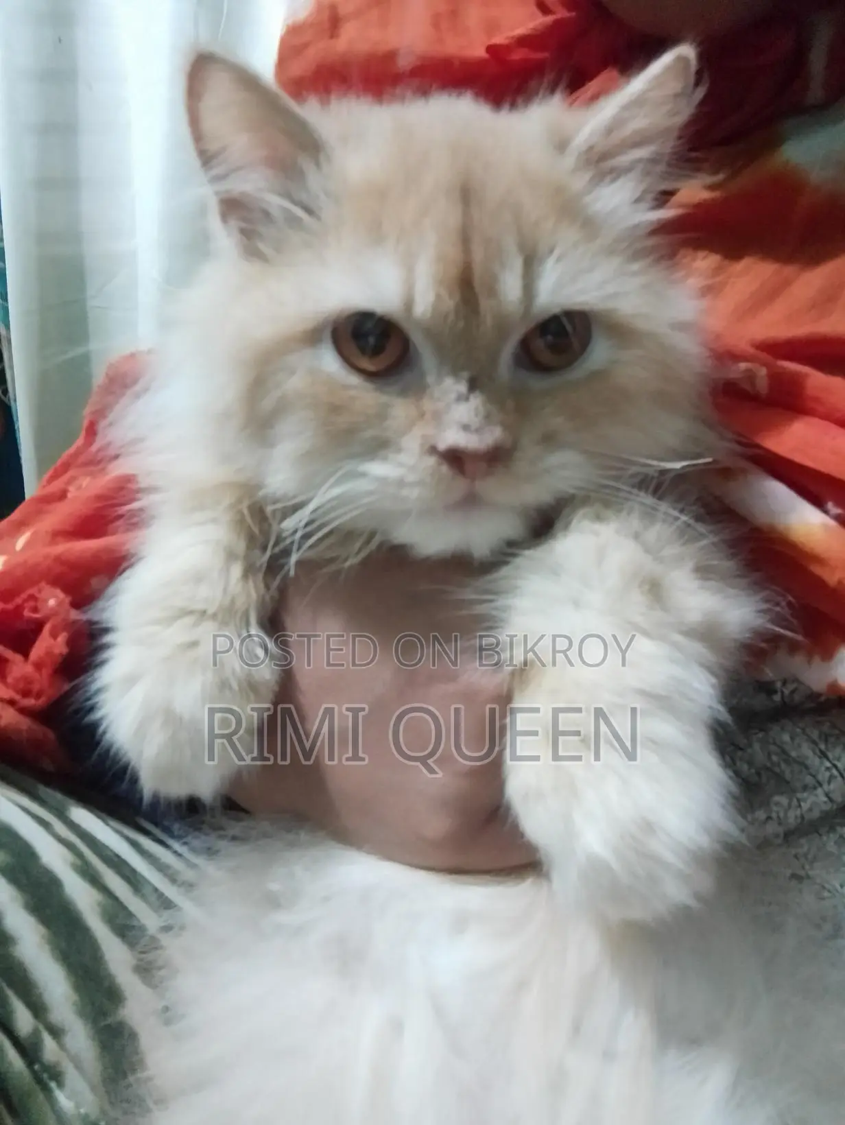 20 Persian Cats for Sale
