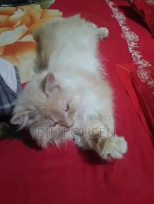 20 Persian Cats for Sale