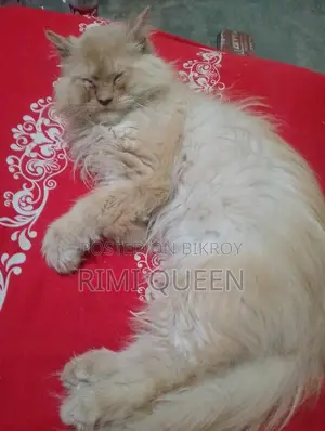 20 Persian Cats for Sale