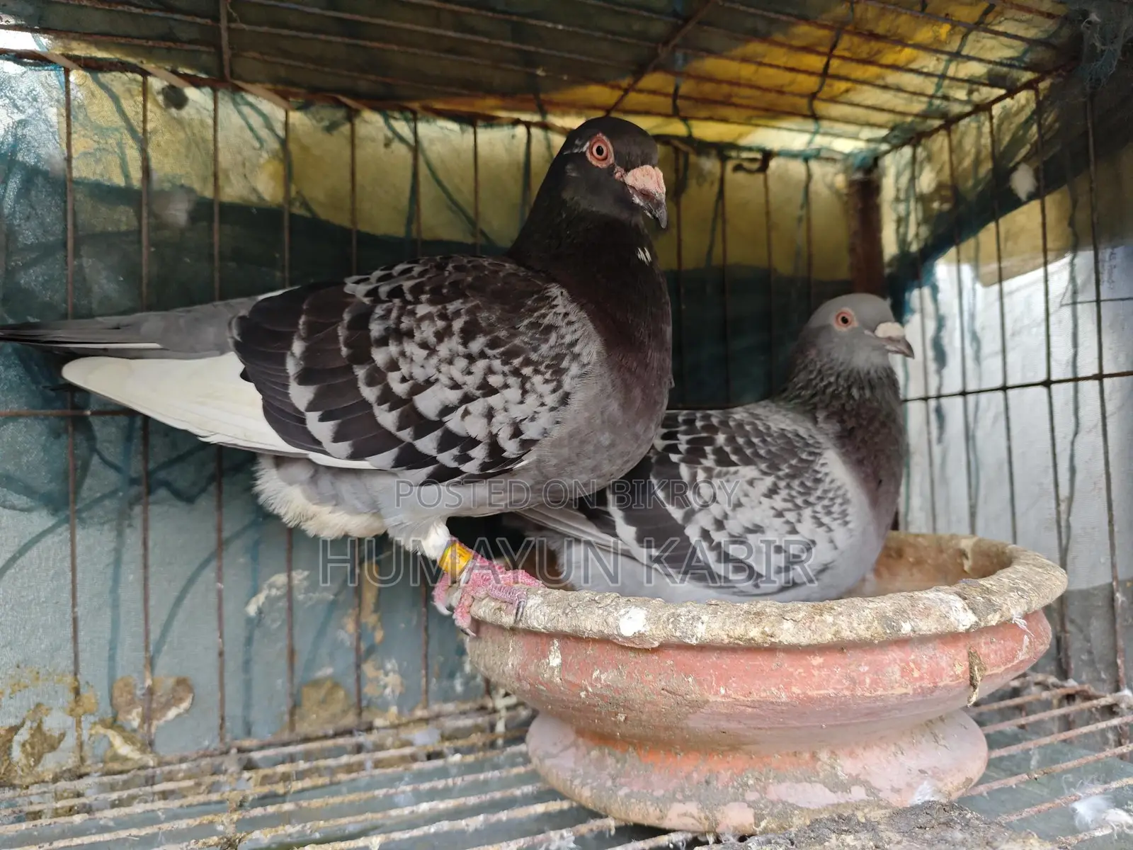 Pigeons for Sale