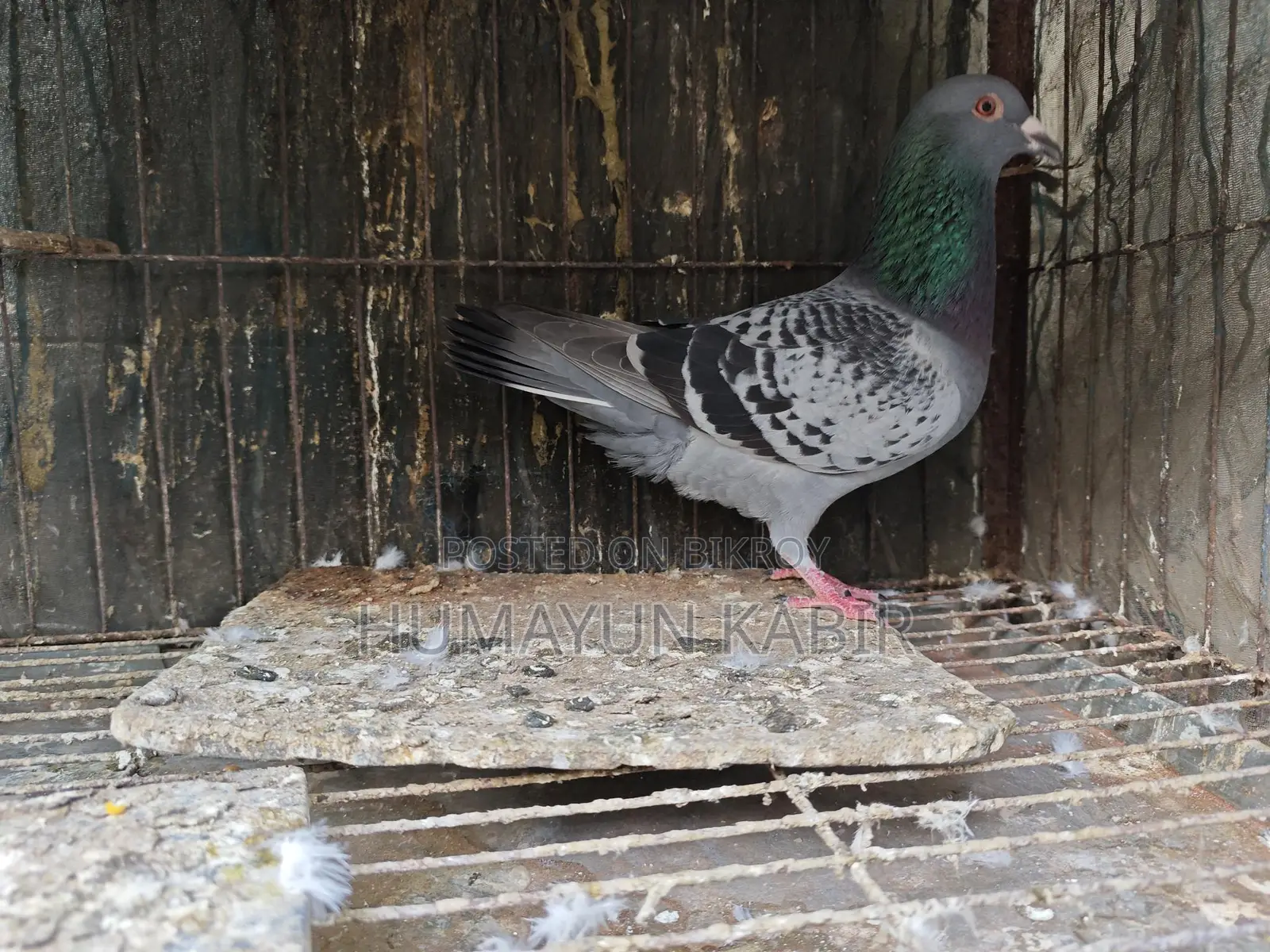 Pigeons for Sale