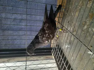 Male Chapchila Pigeon Squab
