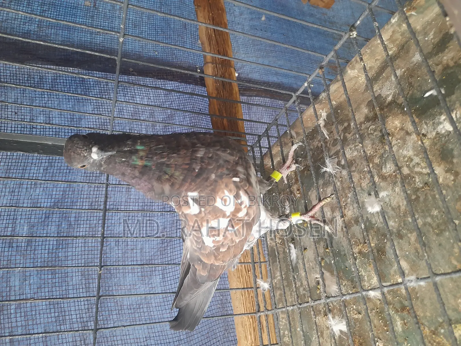 Male Chapchila Pigeon Squab