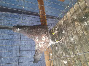 Male Chapchila Pigeon Squab