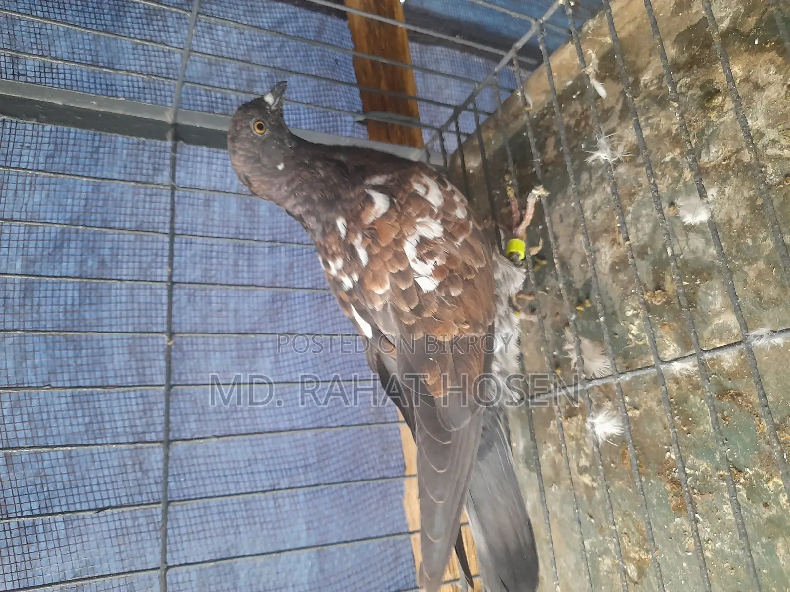 Male Chapchila Pigeon Squab
