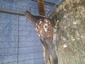Male Chapchila Pigeon Squab