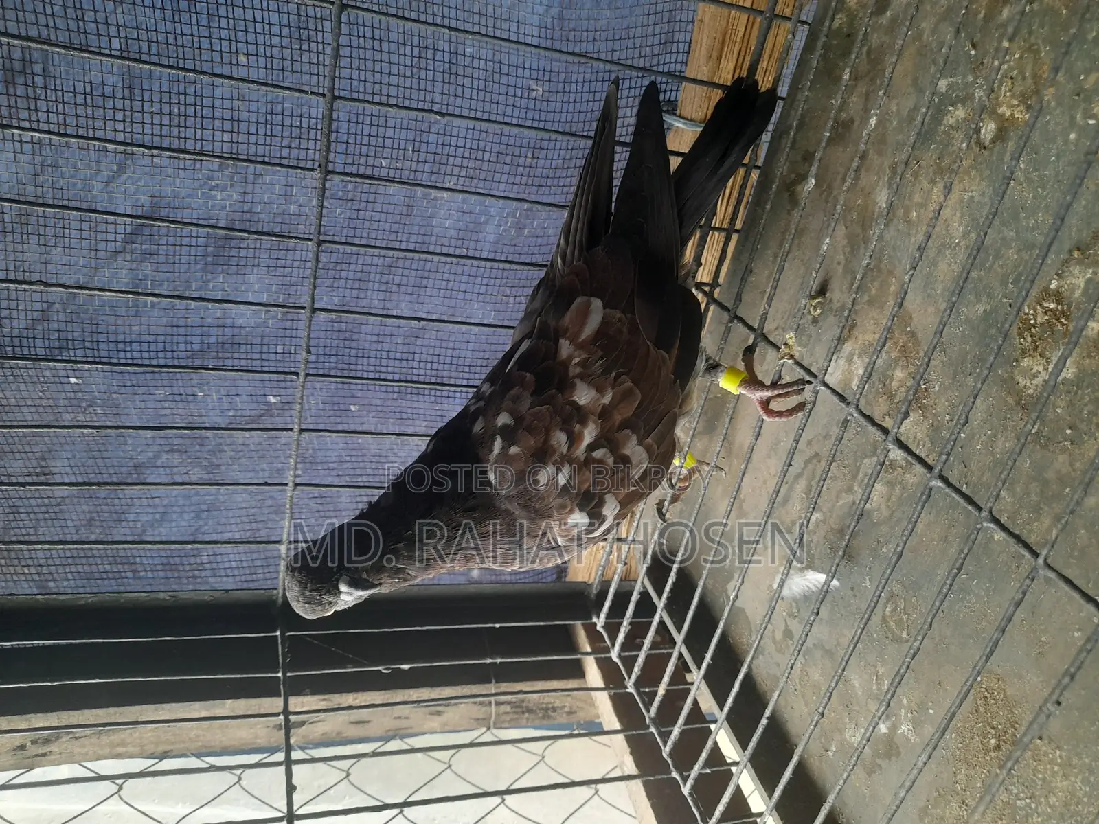 Male Chapchila Pigeon Squab