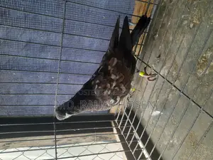 Male Chapchila Pigeon Squab