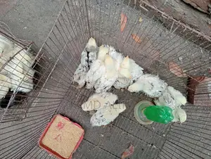 অরজিনাল ব্রাহামা মুরগি সেল হবে