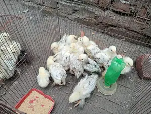অরজিনাল ব্রাহামা মুরগি সেল হবে