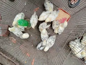 অরজিনাল ব্রাহামা মুরগি সেল হবে