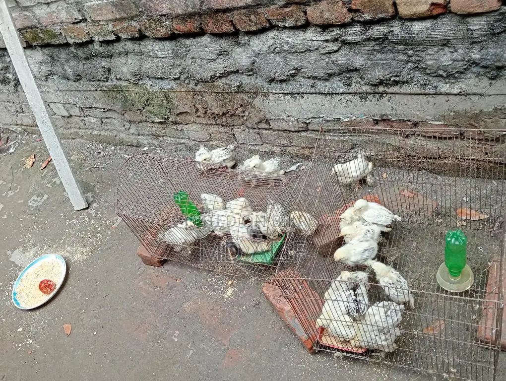 অরজিনাল ব্রাহামা মুরগি সেল হবে