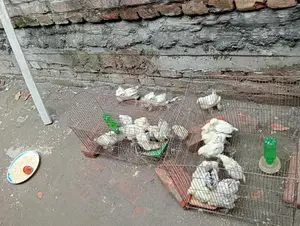 অরজিনাল ব্রাহামা মুরগি সেল হবে