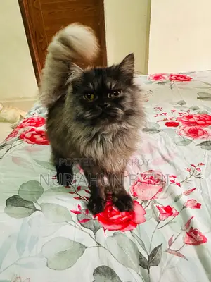 Traditional Persian Male Kitten