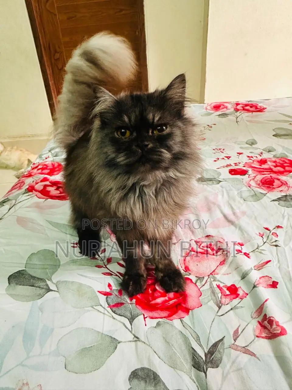 Traditional Persian Male Kitten