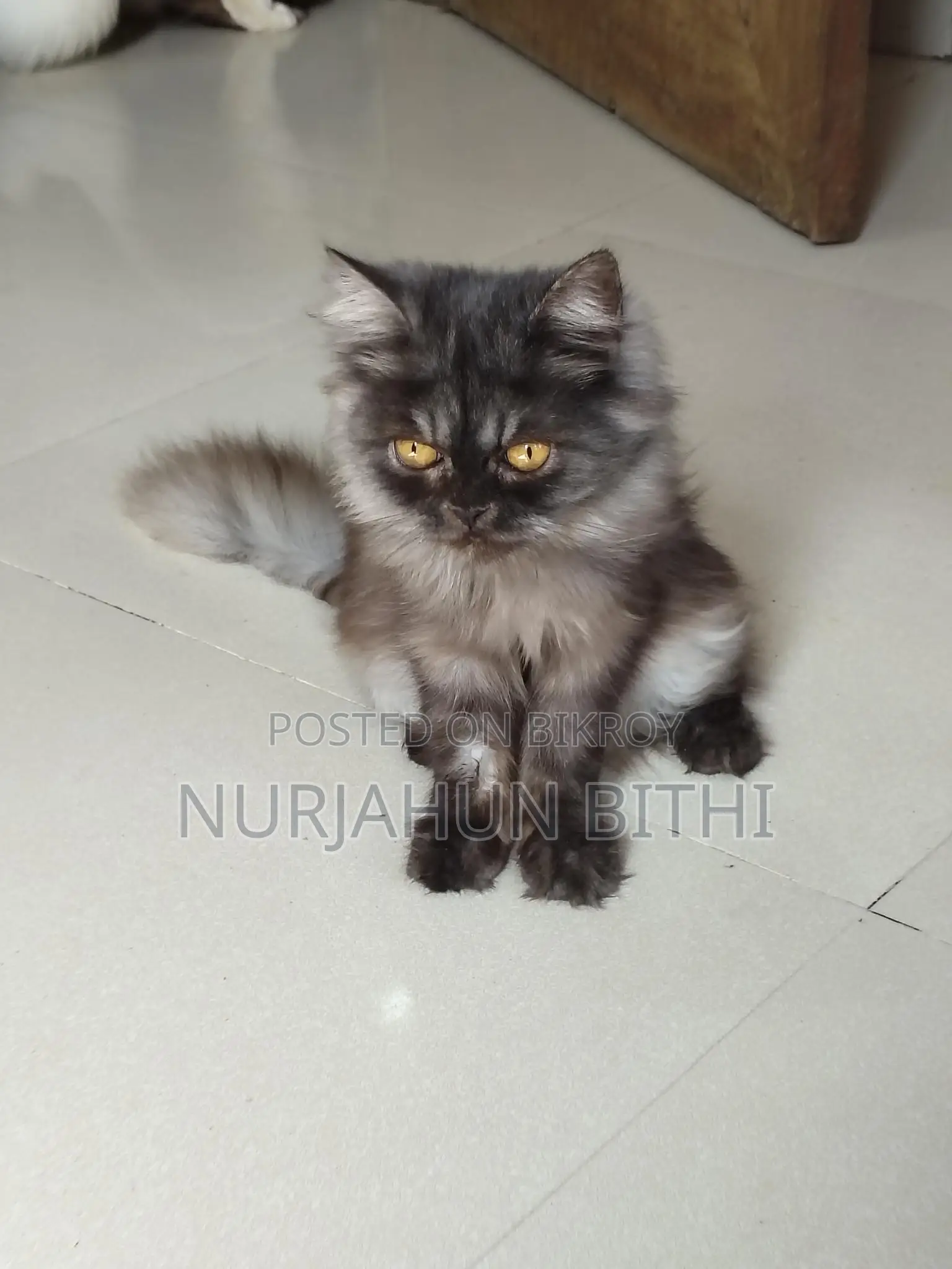 Traditional Persian Male Kitten