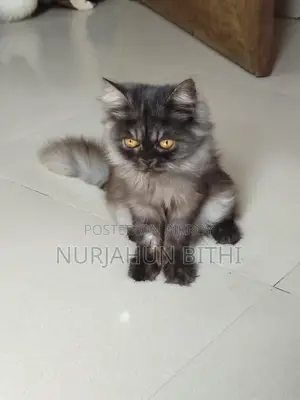 Traditional Persian Male Kitten
