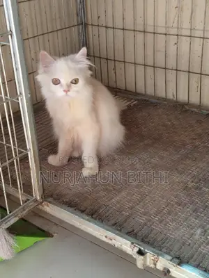 Traditional Persian Male Kitten