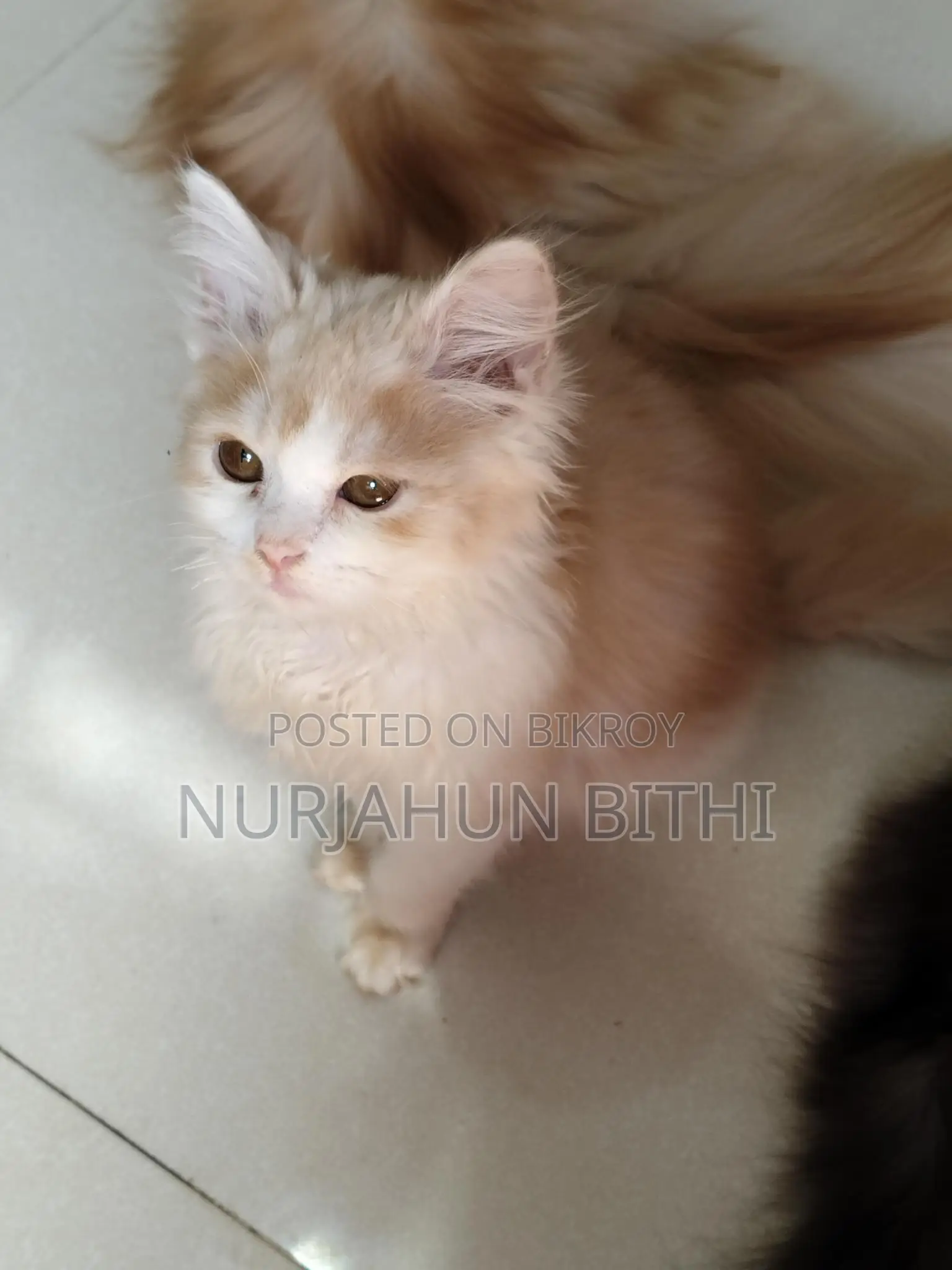 Traditional Persian Male Kitten