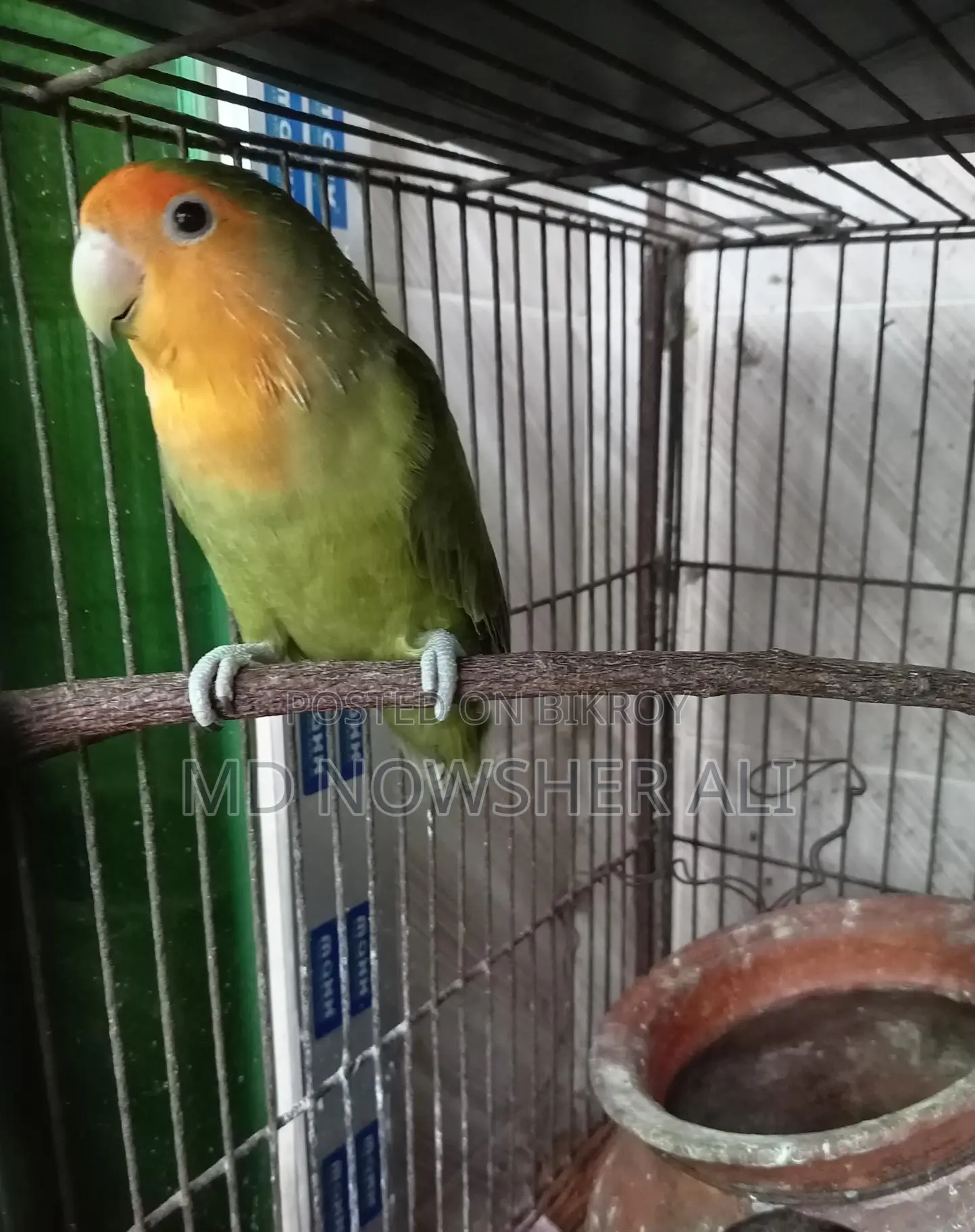 Adult Female Lovebird for Sale