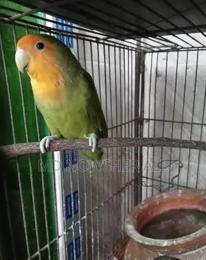 Adult Female Lovebird for Sale